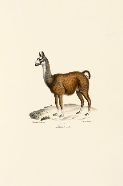 Lhama macho de Jacques Christophe Werner