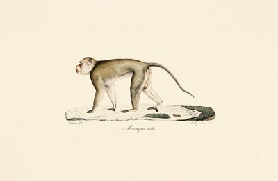 Macaque macho de Jacques Christophe Werner
