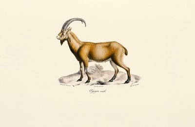 Cabra selvagem macho de Jacques Christophe Werner