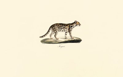 Margay de Jacques Christophe Werner