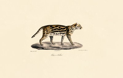 Gato Margay de Jacques Christophe Werner