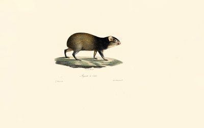 Porco-espinho mexicano de Jacques Christophe Werner