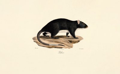 Rato almiscarado de Jacques Christophe Werner