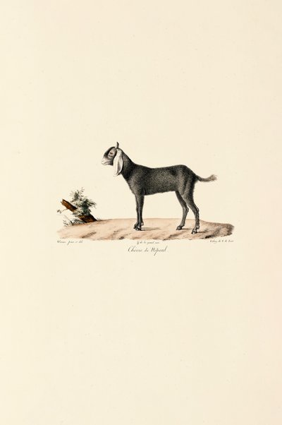 Cabra nepalesa de Jacques Christophe Werner