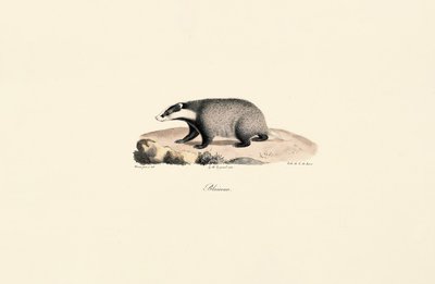 Cão da Terra Nova de Jacques Christophe Werner