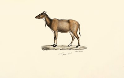 Antílope Nilgai de Jacques Christophe Werner