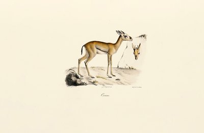 Gazela do Norte de África de Jacques Christophe Werner