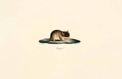 Gerbo do Norte de África de Jacques Christophe Werner