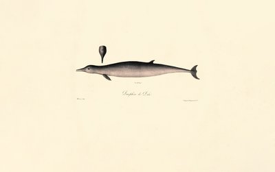 Baleia-franca-do-norte de Jacques Christophe Werner