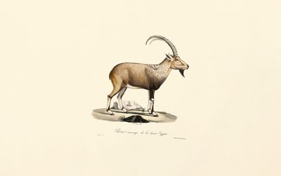 Ibex da Núbia de Jacques Christophe Werner