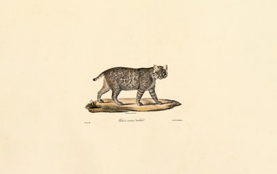 Jaguatirica de Jacques Christophe Werner