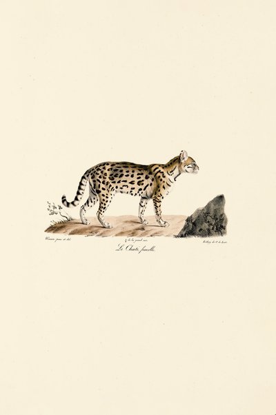 Jaguatirica, fêmea de Jacques Christophe Werner