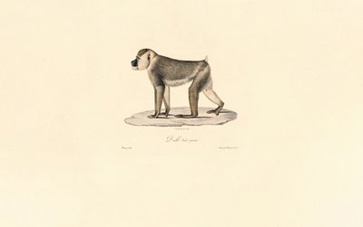Babuíno das Oliveiras de Jacques Christophe Werner