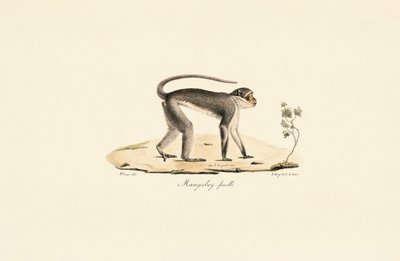 Macaco Patas (fêmea) de Jacques Christophe Werner