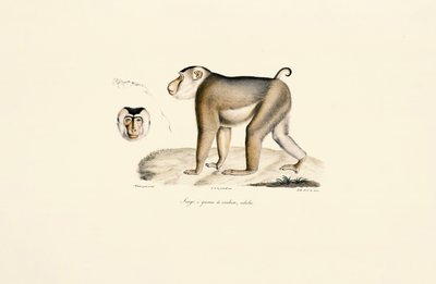 Macaque de cauda de porco (adulto) de Jacques Christophe Werner