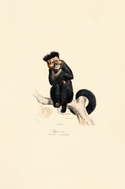 Gibão pileado de Jacques Christophe Werner