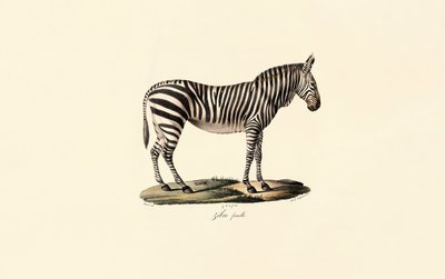 Zebra das planícies, fêmea de Jacques Christophe Werner