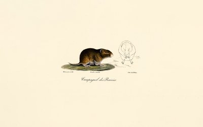 Ratazana da pradaria (ratazana dos prados) de Jacques Christophe Werner