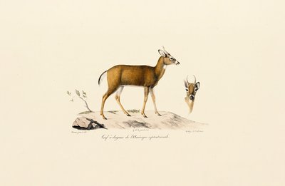 Antílope Pronghorn de Jacques Christophe Werner