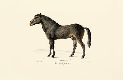 O cavalo de Przewalski de Jacques Christophe Werner