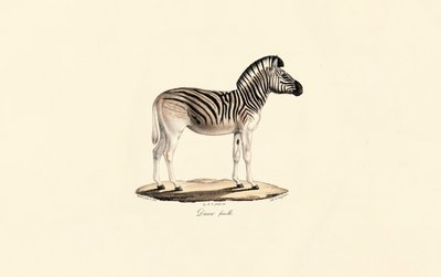 Quagga, fêmea de Jacques Christophe Werner