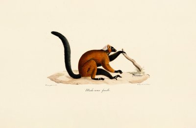 Lémure-de-testa-vermelha de Jacques Christophe Werner