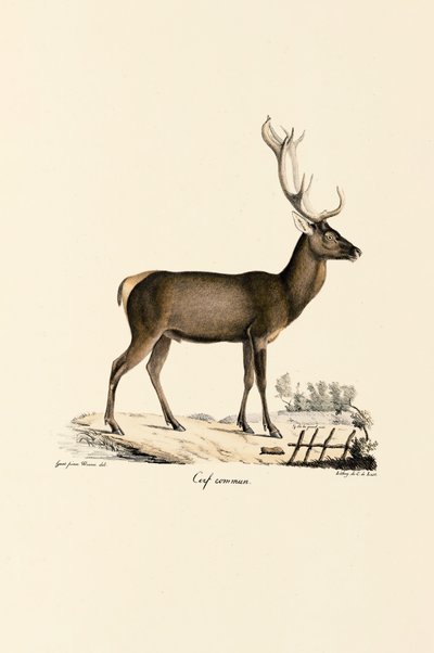 Cervo Vermelho de Jacques Christophe Werner