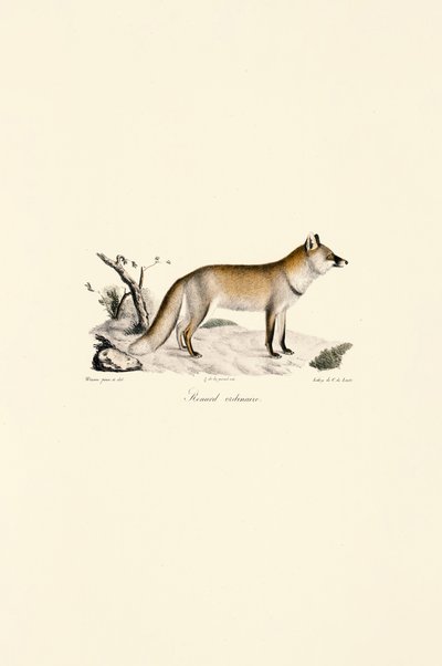 Raposa vermelha (Vulpes vulpes) de Jacques Christophe Werner
