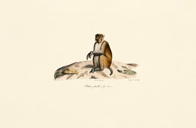 Macaque Rhesus (Macaca mulatta) de Jacques Christophe Werner