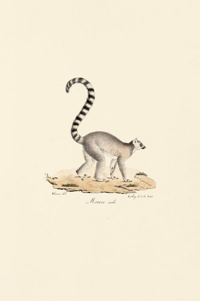 Lémure de cauda anelada Macho de Jacques Christophe Werner