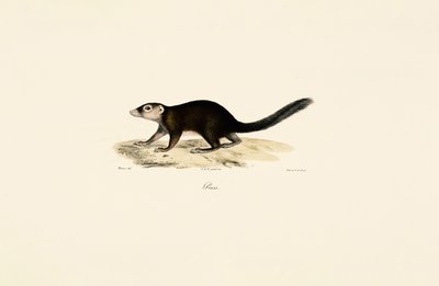 Vontsira-de-cauda-anelada de Jacques Christophe Werner