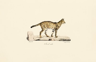 Serval, macho de Jacques Christophe Werner