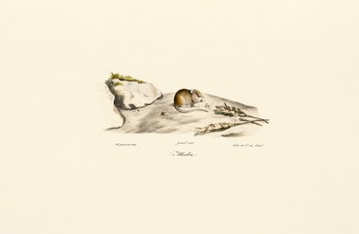 Jird de Shaw (Mérion) de Jacques Christophe Werner