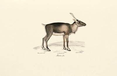 Veado almiscarado da Sibéria (Moschus moschiferus) de Jacques Christophe Werner