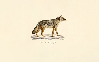 Chacal com riscas laterais do Senegal de Jacques Christophe Werner