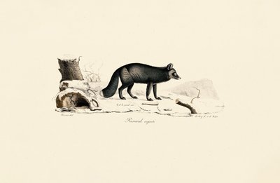 Raposa de prata de Jacques Christophe Werner