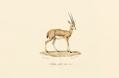 Gazela de chifres finos, fêmea de Jacques Christophe Werner