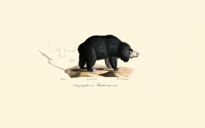 Urso-preguiça (Velho Urso Malabarista) de Jacques Christophe Werner