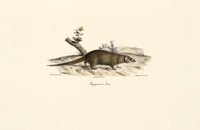Pequeno mangusto asiático de Jacques Christophe Werner