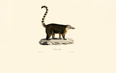 Coati sul-americano (Nasua nasua) de Jacques Christophe Werner