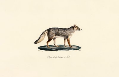 Raposa da América do Sul de Jacques Christophe Werner