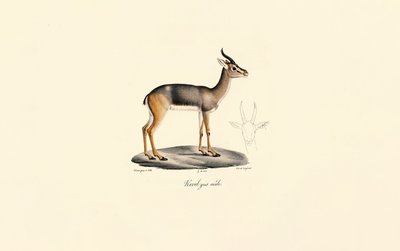 Reedbuck do Sul (Révebi Antelope, Macho) de Jacques Christophe Werner