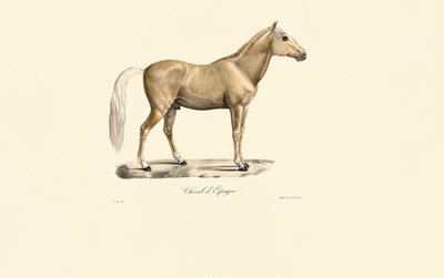 Cavalo espanhol de Jacques Christophe Werner