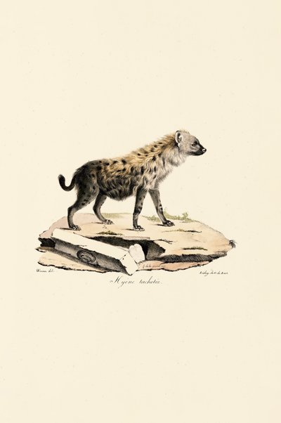 Hiena-pintada de Jacques Christophe Werner