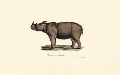 Rinoceronte de Sumatra de Jacques Christophe Werner