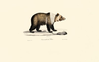 Urso pardo da Síria (Ursus arctos syriacus) de Jacques Christophe Werner