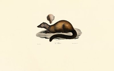 Tayra e Furão de Jacques Christophe Werner