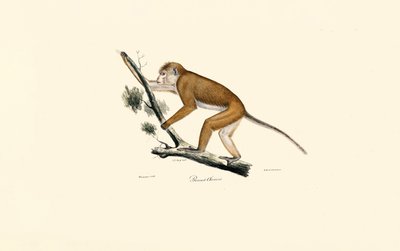 Macaque tibetano de Jacques Christophe Werner