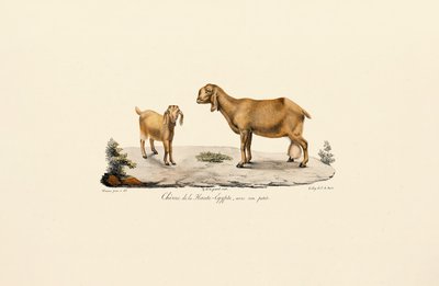 Cabra do Alto Egito com cabrito de Jacques Christophe Werner
