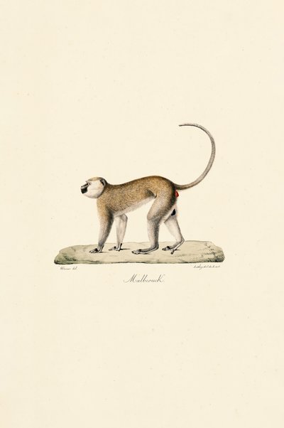 Macaco Vervet (Malbrouck) de Jacques Christophe Werner